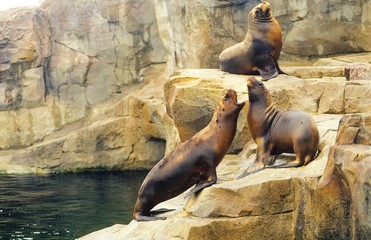 Mähnenrobben (Otaria byronia syn. Otaria flavescens)/ South American Sea Lion/ Südamerikanische Seelöwen, Drohgebärde, Zoo am Meer, Bremerhaven, Deutschland 