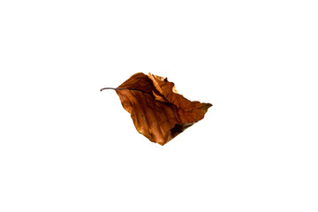 Autumn Leaf