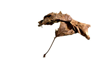 Autumn Leaf