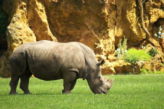 rhino grazing in field
