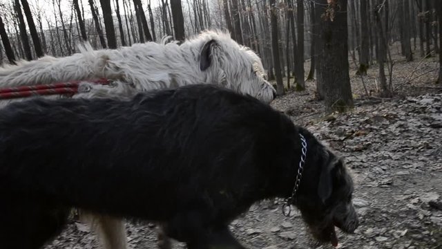 Steadycam mid shot of two Irish Wolfhound dogs walking in woods at sunset. Dog on leash walks on forest road
