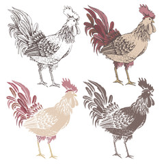 Profile of cock sketch