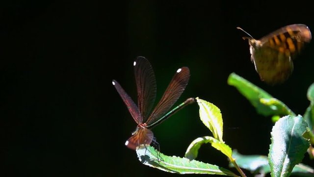Butterfly and dragonfly