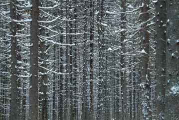 Fototapeta premium woods closeup