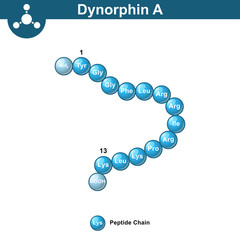 Dynorphin A abstract model, amino acid sequence