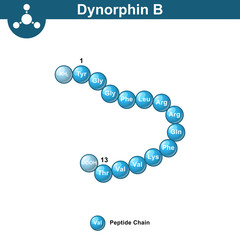 Dynorphin B abstract chemical model, amino acid sequence