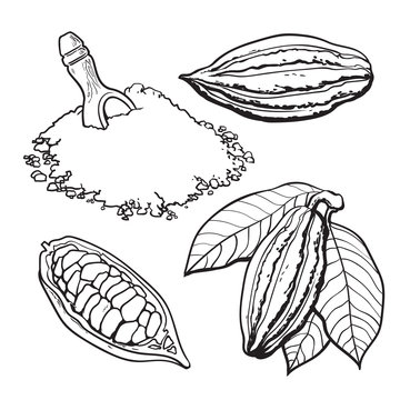Cacao fruit, beans and powder, set of style vector illustrations isolated on white background. Hand drawn cacao fruit, raw cacao beans and heap of powder with a wooden skoop