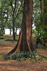 Sirinath National Park in Phuket Province. Thailand