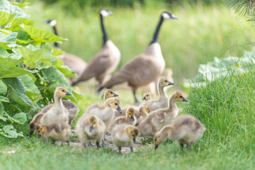 Kanadagänse (Branta canadensis)