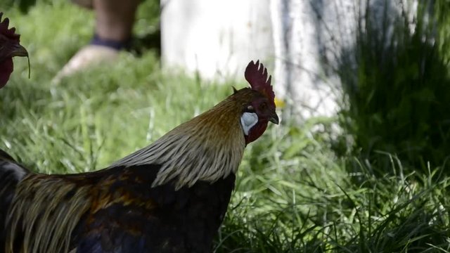 Close up of golden rooster crowing on traditional rural barnyard in the morning. Colorful long-tailed Phoenix cockerel crows on grass in springtime. Cock with hens walk and feed on farmyard on spring