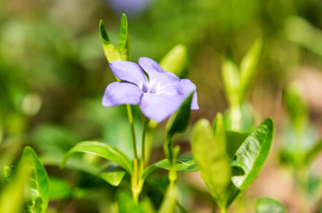 Periwinkle flower growing