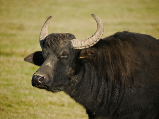 Asiatischer Wasserbüffel