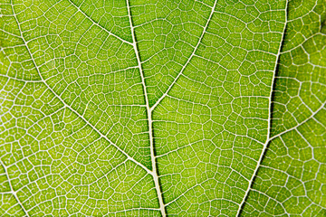 Leaf abstract background texture with veins