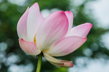 Fototapeta premium Lotus flower and Lotus flower plants