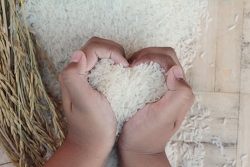 Jasmine rice and rice grains for the harvest.