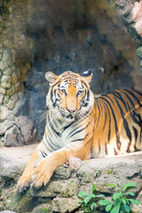 tiger lay on the stone ground