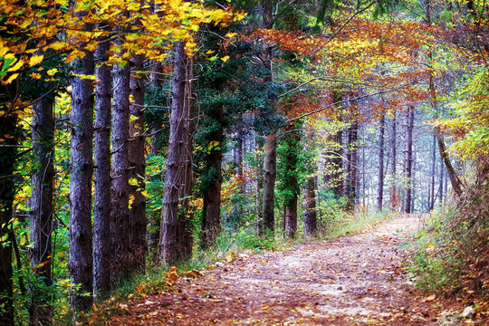 Fototapeta Pathway through the autumn forest
