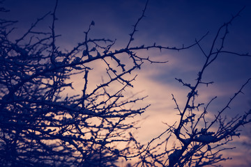 snow Lapland sunset branches frosty winter