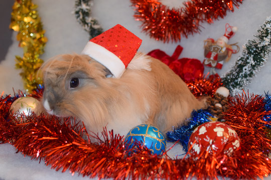Cute bunny with christmas decoration background
