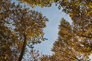 Obraz premium Cielo d'Autunno