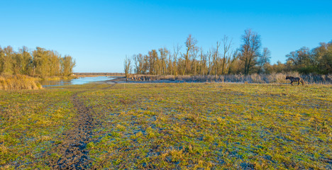 Horses in frozen wetland in sunlight © Naj