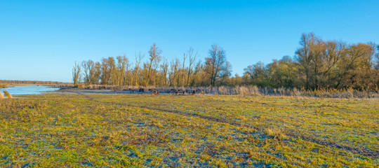 Horses in frozen wetland in sunlight