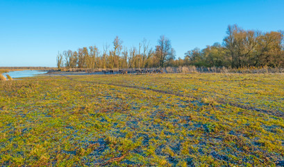 Horses in frozen wetland in sunlight © Naj