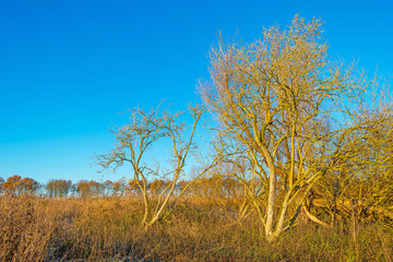 Trees in a field in sunlight in autumn