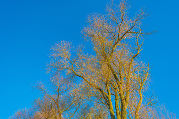 Obraz na płótnie Canvas Trees in a field in sunlight in autumn