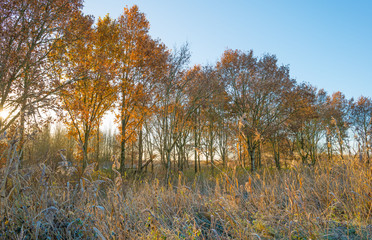 Fototapeta premium Trees in a field in sunlight in autumn