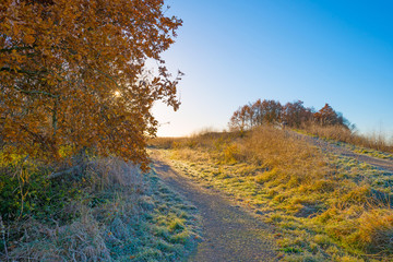 Fototapeta premium Trees in a field in sunlight in autumn