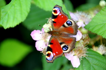 Beautiful peacock butterfly is sitting on a flower