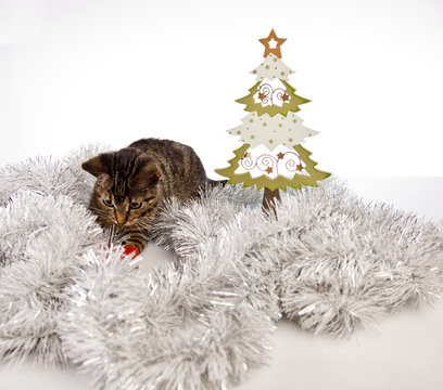 cat, Christmas, decoration