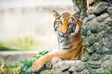 Naklejka premium tiger lay on the stone 