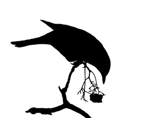 Blackbird on a branch eating Rowan berries. Silhouette. 