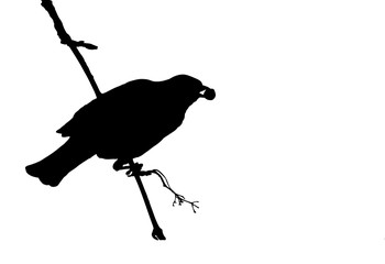 Blackbird on a branch eating Rowan berries. Silhouette. 