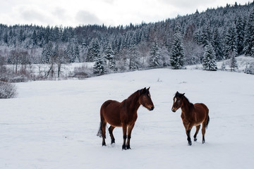Two horses in winter forest