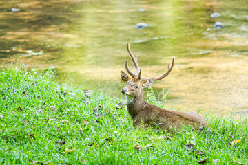 deer in the nature