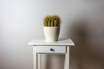 Echinocactus grusonii, schwiegermutterstuhl kaktus auf weißem tisch