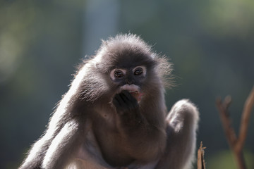 タイ国の森に生息する野生のダスキールトン