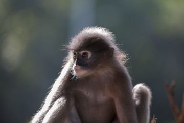 Naklejka premium タイ国の森に生息する野生のダスキールトンの