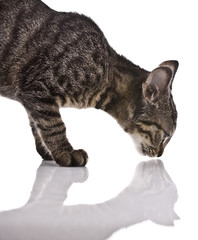 Cat, playing kitten