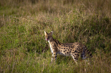 A rare serval cat stands in tall grass in the savanna of Kenya