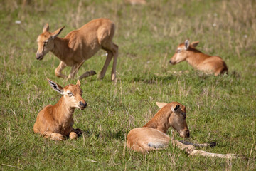Naklejka na ściany i meble Four baby topi antelope in the grass in Kenya's Masai Mara National Park