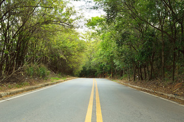 Fototapeta premium Empty road surrounded by green vegetation