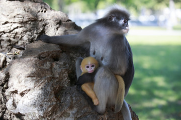 Fototapeta premium タイ国の森に生息する野生のダスキールトンの