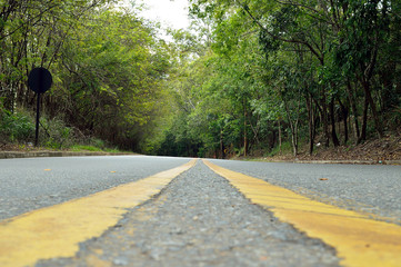 Empty road surrounded by green vegetation seen at the ground level