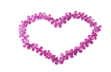 Beautiful lilac flowers