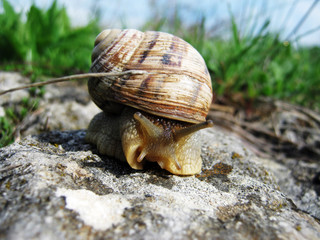 Snail in the Grass