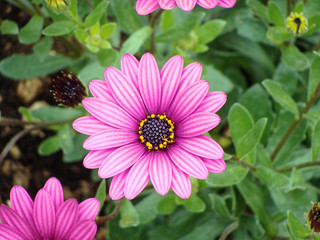 Red pink flowers closeup on green background.